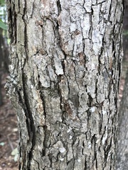 Quercus alba