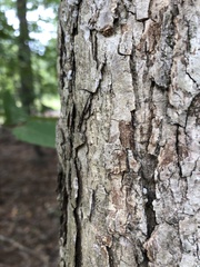 Quercus alba