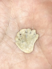 Plicatula gibbosa