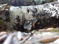 Lobarina scrobiculata