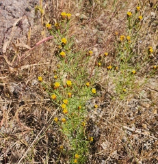 Dyssodia papposa