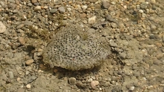 Rana dalmatina