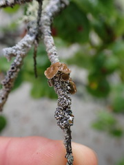 Hypogymnia lophyrea