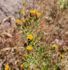 Dyssodia papposa