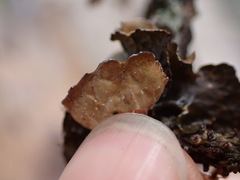 Lobaria anomala