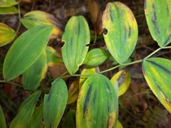 Uvularia sessilifolia