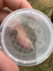 Eurygaster testudinaria