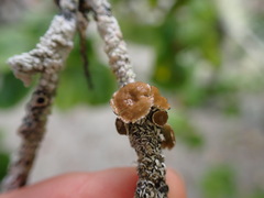 Hypogymnia lophyrea