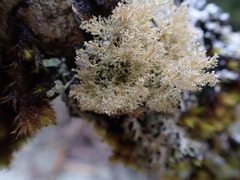 Sphaerophorus tuckermanii