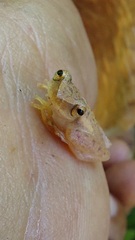 Dendropsophus mathiassoni