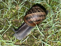 Cornu aspersum