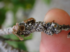 Hypogymnia lophyrea