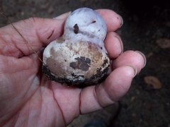 Cortinarius traganus