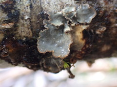 Lobarina scrobiculata