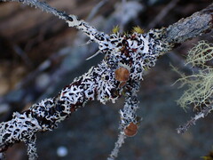 Hypogymnia hultenii