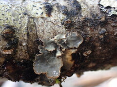 Lobarina scrobiculata