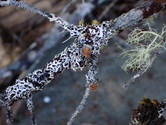 Hypogymnia hultenii