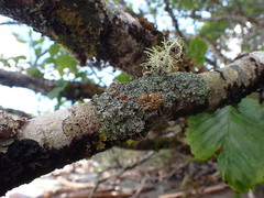Hypogymnia lophyrea