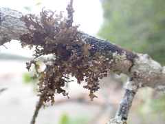 Tuckermanopsis chlorophylla