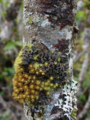 Peltigera collina