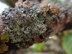 Hypogymnia lophyrea