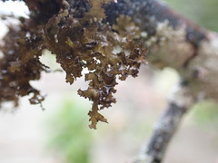 Tuckermanopsis chlorophylla