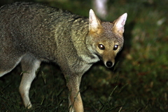 Lycalopex gymnocercus