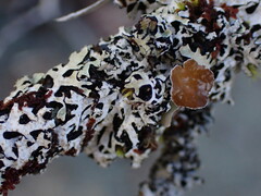 Hypogymnia hultenii