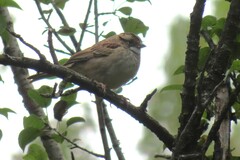 Zonotrichia albicollis