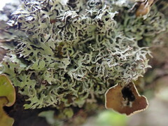 Hypogymnia lophyrea