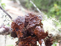 Lobaria anomala