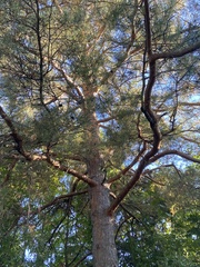 Pinus