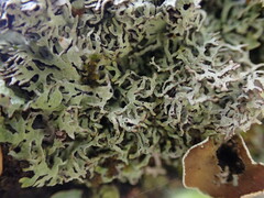 Hypogymnia lophyrea