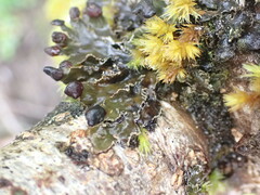 Peltigera collina