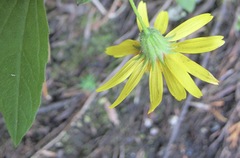 Arnica lanceolata