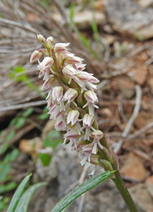 Neotinea maculata
