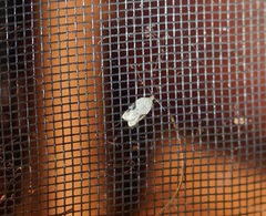 Acleris cornana