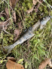 Salmo salar