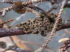 Peltigera collina