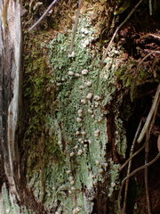 Icmadophila ericetorum