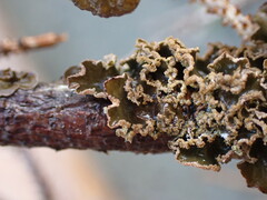 Peltigera collina