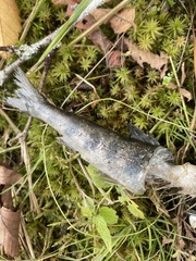Salmo salar
