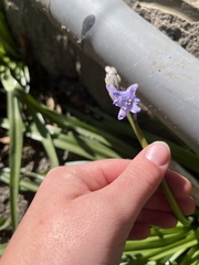 Hyacinthoides