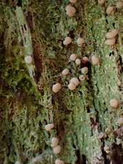 Icmadophila ericetorum