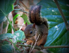Sciurus aestuans ingrami