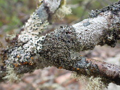 Hypogymnia hultenii