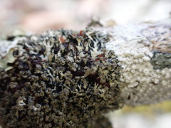 Hypogymnia hultenii