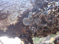 Lobarina scrobiculata