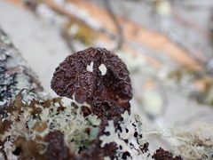Lobaria anomala