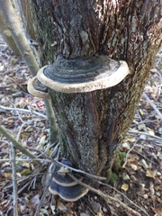 Fomitopsis ochracea